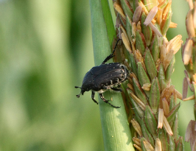 coleottero nero da determinare - Oxythyraea funesta